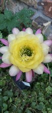 Ibrido trichocereus ka2020.39. usato  Spedire a Italy