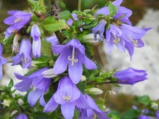 Campanula trachelium viola usato  Italia