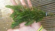 Ceratophyllum demersum oxygen for sale  MARKET RASEN