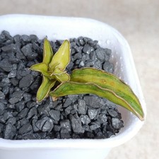 Sansevieria Lavranos f. Variegata exibição de planta suculenta rara em vaso de 7cm comprar usado  Enviando para Brazil