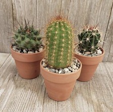 2.5 inch cactus for sale  Fallbrook