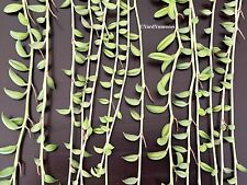 String bananas succulent for sale  Sarasota