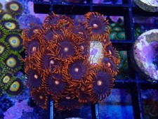 zoanthid coral for sale  Jacksonville
