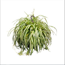 Live spider plant for sale  USA