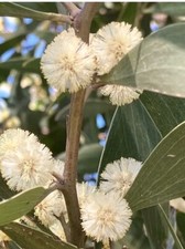 Australian blackwood tree for sale  Castro Valley