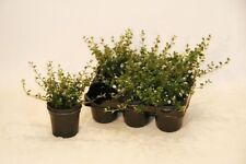 evergreen kaleido gebraucht kaufen evergreen kaleido gebraucht kaufen Twistringen