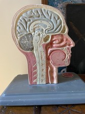Modello anatomico testa usato  Villa Estense