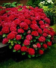 Ruby slippers hydrangea for sale  Mobile