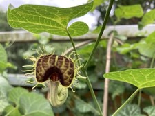 Aristolochia fimbriata graines d'occasion  Cahors