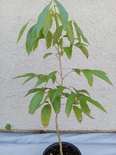 Lychee hak seedling for sale  Palm Bay