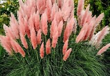 Cortaderia selloana pink for sale  KILMARNOCK