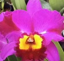 Orchid plant pot for sale  Las Vegas