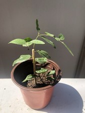 Jujube tree lang for sale  Baldwin Park