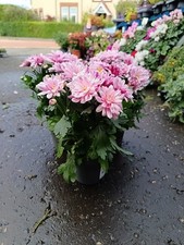 Pink chrysanthemum pot for sale Pink chrysanthemum pot for sale  LARGS