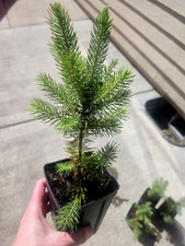 Majestic blue spruce for sale  La Grande