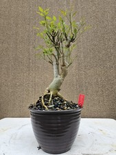 Old european ash for sale  Westminster