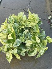 Marble queen pothos for sale  Garden Grove