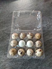 Bruteier wachteleier celadon gebraucht kaufen  Großschönau