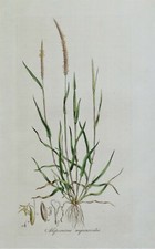 GRAMA PRETA, ALOPECURUS, Curtis Estampa Botânica Antiga Flora Londonensis 1777 comprar usado  Enviando para Brazil