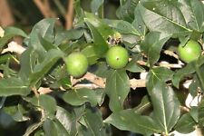 Strychnos potatorum clearing for sale  Walterboro