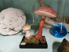 Champignon pharmacie ecole d'occasion  Roussillon
