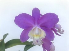 Loddigesii harrisoniana 61710a for sale  Linwood