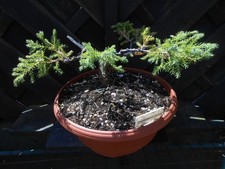 Bonsai juniper great for sale  CANNOCK