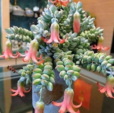Cotyledon pendens succulent for sale  San Leandro