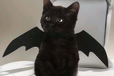 Helloween fledermausflügel ka gebraucht kaufen  Goslar