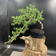Japanese larch bonsai for sale  HULL