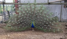 Indian blue peafowl for sale  SWINDON