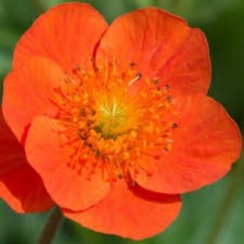 Geum coccineum koi for sale  ST. LEONARDS-ON-SEA