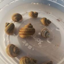 Mystery snails asian for sale  Rhodes