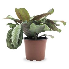Maranta leuconeura grey for sale  CREDITON