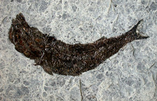 Lias pholidophorus limbatus gebraucht kaufen  Erlangen