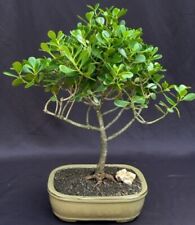 Flowering tropical dwarf for sale  Patchogue