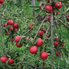 Apple red falstaff for sale  UK