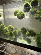 Marimo moss balls for sale  Indio