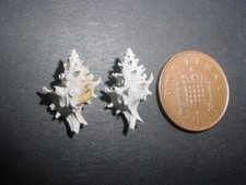 Nice bartonian eocene for sale  RINGWOOD