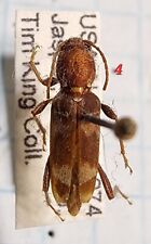 Xylotrechus colonus alabama for sale  Depauw