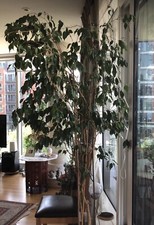 Indoor plant. weeping for sale  LONDON