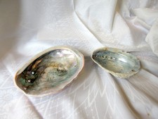 abalone shells for sale abalone shells for sale STIRLING