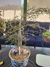 Operculicarya decaryi bonsai for sale  Riverside