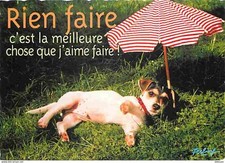 Animals dogs jack d'occasion  Expédié en Belgium