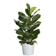 leaf 6 fiddle fig for sale  Newton