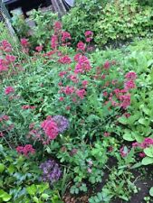 Spornblume centranthus ruber gebraucht kaufen  Deutschland