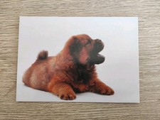 Süsser chow chow gebraucht kaufen  Borna