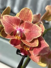 Rchidee phalaenopsis sogo gebraucht kaufen  Bremen