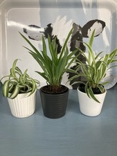 Spider plants chlorophytum for sale  SPALDING