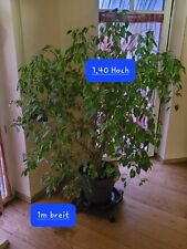 Grosser ficus benjamin gebraucht kaufen  Schifferstadt